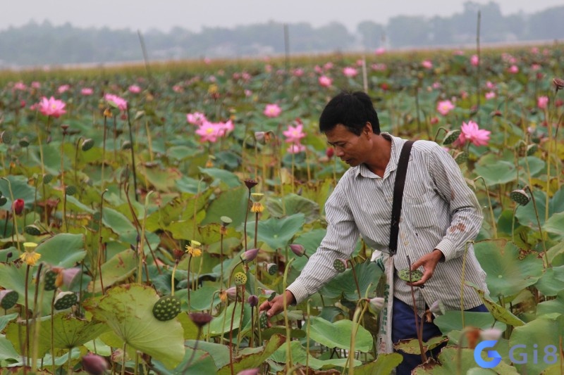 Chiêm bao thấy hái hoa cho thấy bạn sẽ đạt được thành quả trong tương lai Chiêm bao thấy hái hoa cho thấy bạn sẽ đạt được thành quả trong tương lai