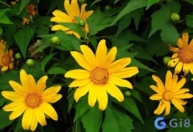 Nằm mơ thấy hoa màu vàng cho thấy sự giàu có, phú quý Nằm mơ thấy hoa màu vàng cho thấy sự giàu có, phú quý