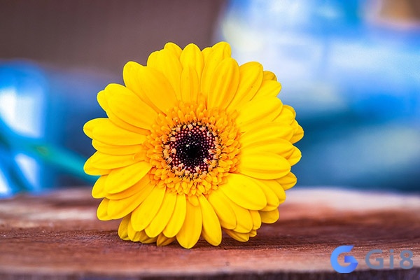 Nằm mơ thấy hoa đánh số gì còn phải xem xét chi tiết giấc mơ Nằm mơ thấy hoa đánh số gì còn phải xem xét chi tiết giấc mơ