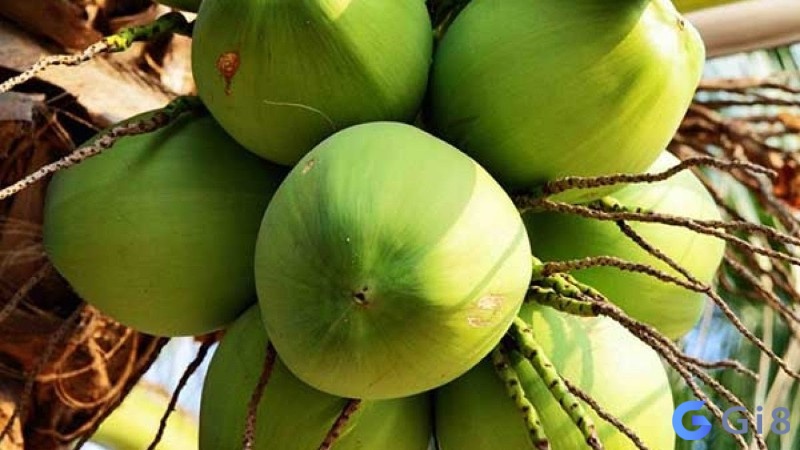 Nếu bạn mơ thấy trái dừa non hãy xem xét kỹ lưỡng những bước tiến trong sự nghiệp Nếu bạn mơ thấy trái dừa non hãy xem xét kỹ lưỡng những bước tiến trong sự nghiệp