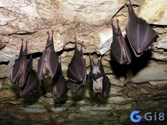 Chiêm bao thấy hang con dơi hãy chuẩn bị đón nhận những khó khăn phía trước Chiêm bao thấy hang con dơi hãy chuẩn bị đón nhận những khó khăn phía trước