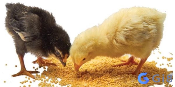 Giải mã giấc mơ thấy 2 con gà đang ăn Giải mã giấc mơ thấy 2 con gà đang ăn