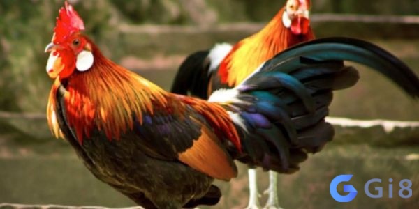 Hình ảnh về chú gà trống thường được liên kết với sức mạnh Hình ảnh về chú gà trống lớn và có lông bóng mượt thường được liên kết với sức mạnh