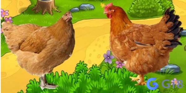 gà mái Biểu tượng cho sự no đủ và hạnh phúc gà mái Biểu tượng cho sự no đủ và hạnh phúc