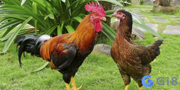 Mơ thấy 2 con gà thường được coi là một dấu hiệu tích cực Mơ thấy 2 con gà thường được coi là một dấu hiệu tích cực