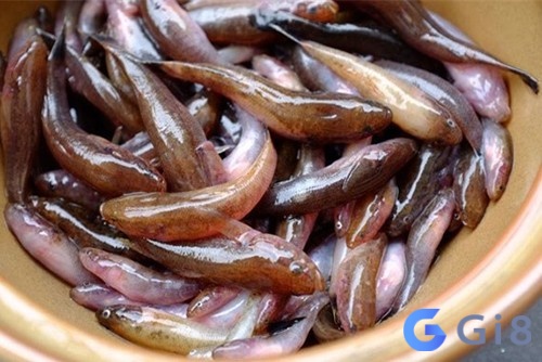 Mơ thấy cá bống là điềm về nhu cầu sinh lí của bạn Mơ thấy cá bống là điềm về nhu cầu sinh lí của bạn