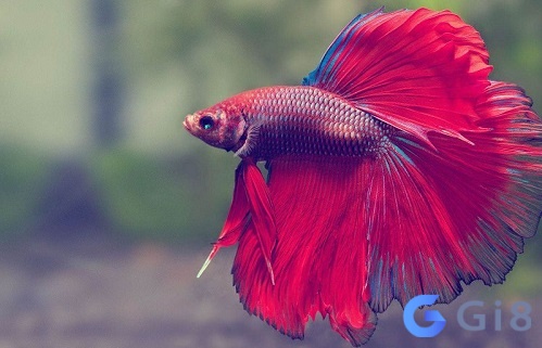 Ngủ mo thay cá bơi lội dưới nước là điềm báo thịnh vượng Ngủ mo thay cá bơi lội dưới nước là điềm báo thịnh vượng