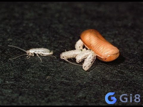 Ngủ mơ thấy trứng gián không mang lại điều tốt lành Ngủ mơ thấy trứng gián không mang lại điều tốt lành