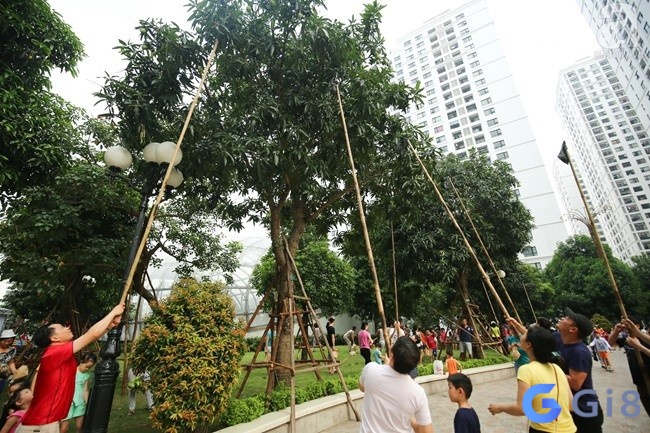 Mộng thấy hái trộm xoài là lời cảnh báo hãy cẩn thận vì ai đó đang ganh tị, thù ghét bạn Mộng thấy hái trộm xoài là lời cảnh báo hãy cẩn thận vì ai đó đang ganh tị, thù ghét bạn