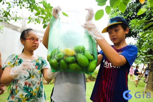 Đánh đề phát lộc 45, 82 khi chiêm bao thấy hái rất nhiều xoài Đánh đề phát lộc 45, 82 khi chiêm bao thấy hái rất nhiều xoài