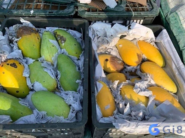 Rinh lộc tiền tài với cặp đề số 67, 76 khi mộng thấy hái phải xoài hỏng Rinh lộc tiền tài với cặp đề số 67, 76 khi mộng thấy hái phải xoài hỏng