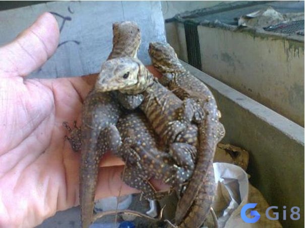 Giấc mơ thấy kỳ đà sinh con báo hiệu gia đình bạn sắp có thêm thành viên Giấc mơ thấy kỳ đà sinh con báo hiệu gia đình bạn sắp có thêm thành viên