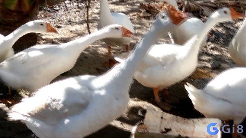 Chiêm bao thấy đàn ngỗng là điềm tốt về tiền bạc Chiêm bao thấy đàn ngỗng là điềm tốt về tiền bạc