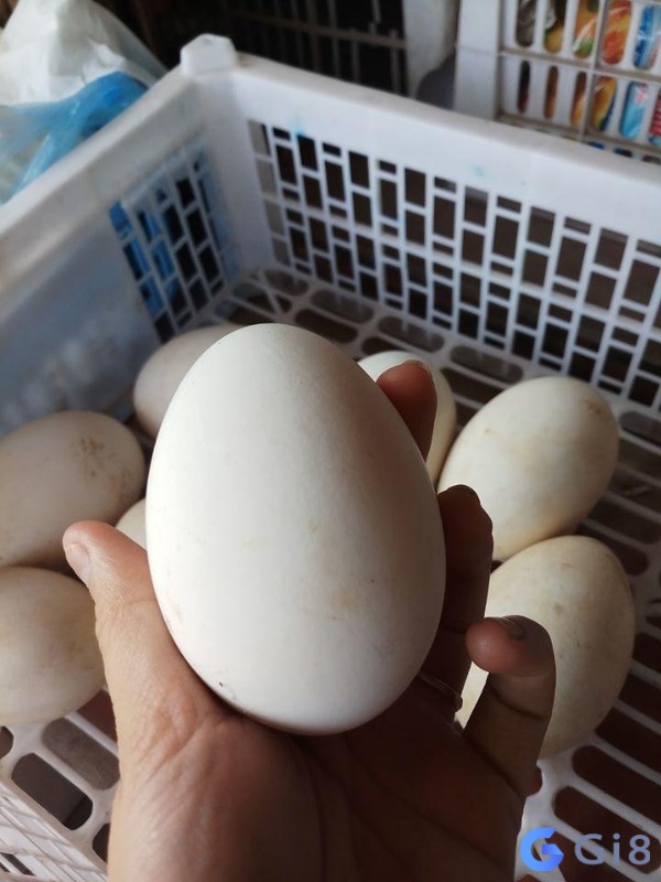 Giấc mơ thấy mua trứng ngỗng cho thấy bạn đang đối mặt với nhiều khó khăn Giấc mơ thấy mua trứng ngỗng cho thấy bạn đang đối mặt với nhiều khó khăn