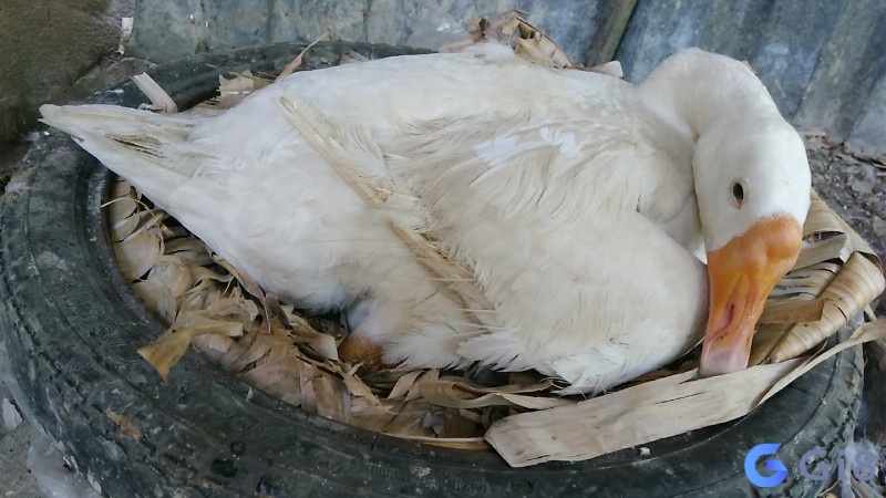 Gặp mộng thấy ngỗng đẻ trứng là điềm rất tốt Gặp mộng thấy ngỗng đẻ trứng là điềm rất tốt