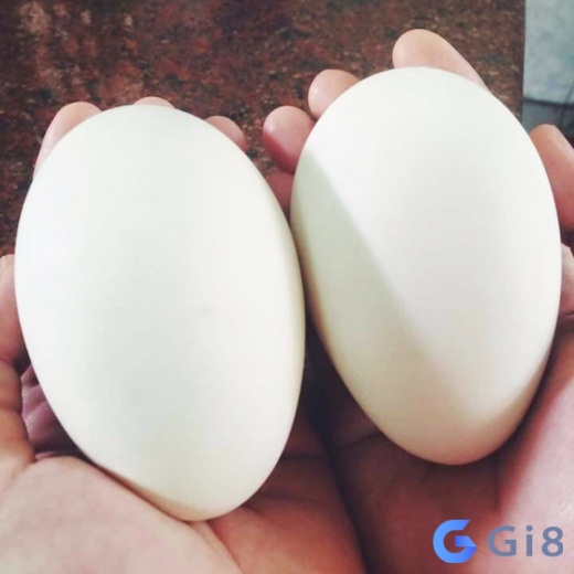 Nằm mơ thấy trứng ngỗng mang lại điềm tốt lành Nằm mơ thấy trứng ngỗng mang lại điềm tốt lành
