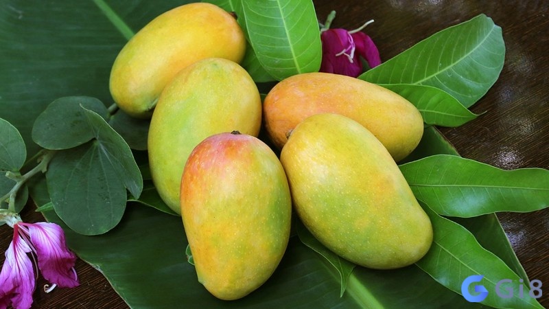 Mơ thấy nhiều quả xoài mang đến tài lộc Mơ thấy nhiều quả xoài mang đến tài lộc
