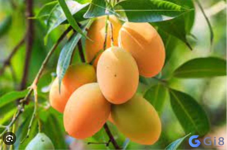 Bí mật đằng sau nằm mơ thấy hái xoài chín đó là gì? Bí mật đằng sau nằm mơ thấy hái xoài chín đó là gì?