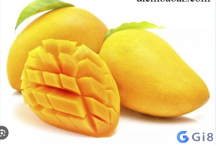 Nằm mơ thấy hái xoài chín có những ý nghĩa gì? Giải mã chi tiết Nằm mơ thấy hái xoài chín có những ý nghĩa gì? Giải mã chi tiết