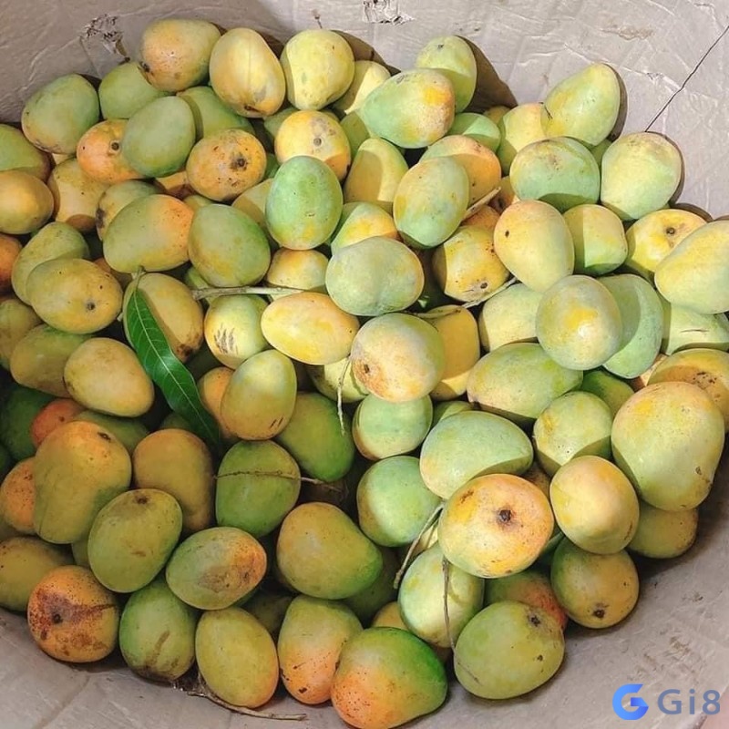 Nằm mơ thấy hái xoài chín là điềm báo gì? Nằm mơ thấy hái xoài chín là điềm báo gì?