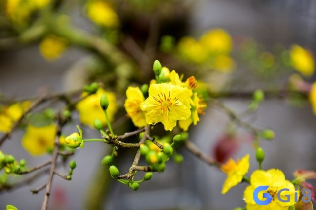 Mơ thấy hoa đào, hoa mai nở là điềm báo hạnh phúc Mơ thấy hoa đào, hoa mai nở là điềm báo hạnh phúc