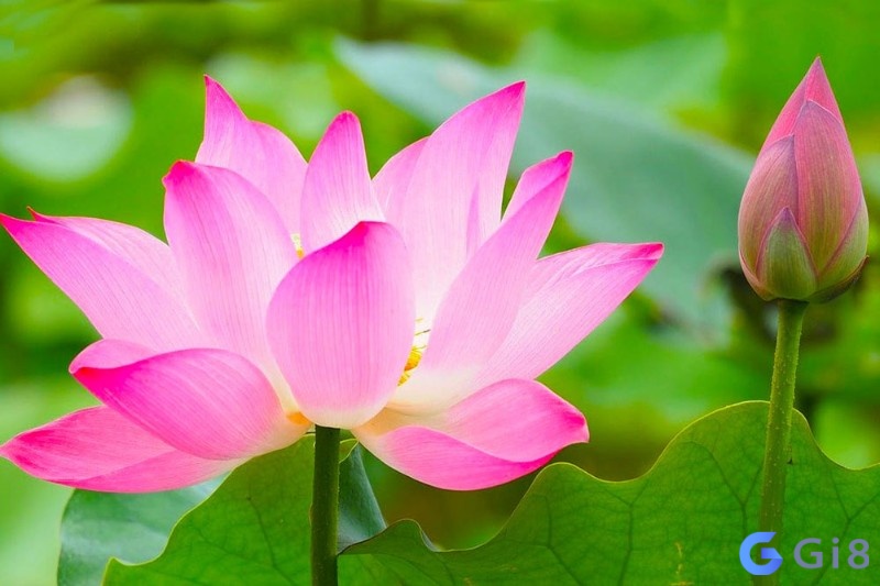Nằm mơ thấy hoa sen nở cho thấy bạn là người có đạo đức tốt Nằm mơ thấy hoa sen nở cho thấy bạn là người có đạo đức tốt