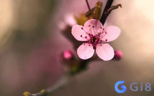 Nằm mơ thấy hoa nở thường được xem là điềm tốt Nằm mơ thấy hoa nở thường được xem là điềm tốt
