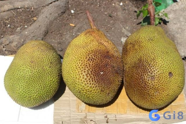 Mít chín thối – liệu là điềm xấu chăng? nằm mơ thấy mít chín đến mức thối