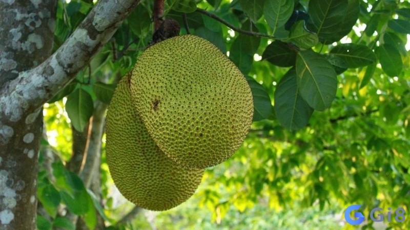 Năm mơ thấy mít chín cây là một điềm tốt Nằm mơ thấy mít chín cây là điềm tốt