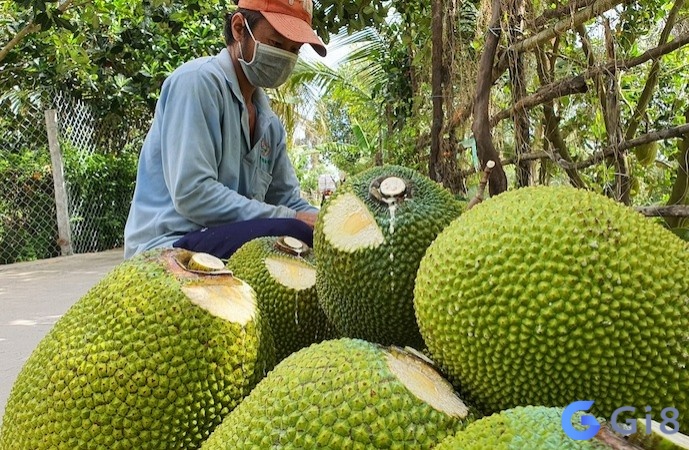 Mơ thấy mình đi mua quả mít chín – có gì lạ hay không? Nằm mơ thấy mít chín được mua về nhà?