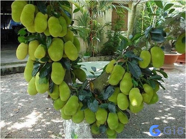 Bạn đang có lộc kinh doanh, buôn bán nếu nằm mộng thấy cây mít xum xuê, sai trĩu quả Bạn đang có lộc kinh doanh, buôn bán nếu nằm mộng thấy cây mít xum xuê, sai trĩu quả