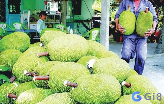 Thử vận may lô đề với cặp số 00, 17 khi chiêm bao thấy mua mít xanh Thử vận may lô đề với cặp số 00, 17 khi chiêm bao thấy mua mít xanh