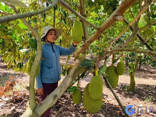 Đánh ngay con số tài lộc 43, 92 nếu ngủ mơ thấy mình hái rất nhiều mít chín Đánh ngay con số tài lộc 43, 92 nếu ngủ mơ thấy mình hái rất nhiều mít chín