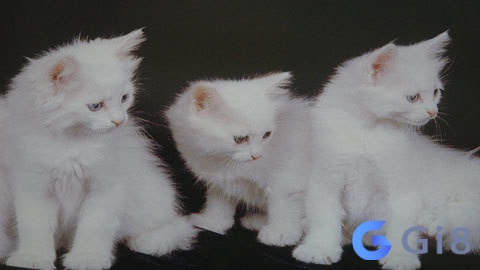 Nằm mơ thấy rất nhiều mèo lông trắng là điềm xấu Nằm mơ thấy rất nhiều mèo lông trắng là điềm xấu