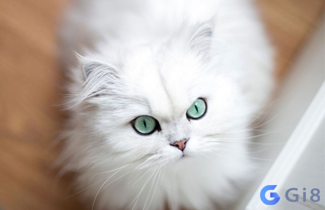 Ngủ mơ thấy mèo trắng vào nhà cho thấy sự xui xẻo sắp đến Ngủ mơ thấy mèo trắng vào nhà cho thấy sự xui xẻo sắp đến