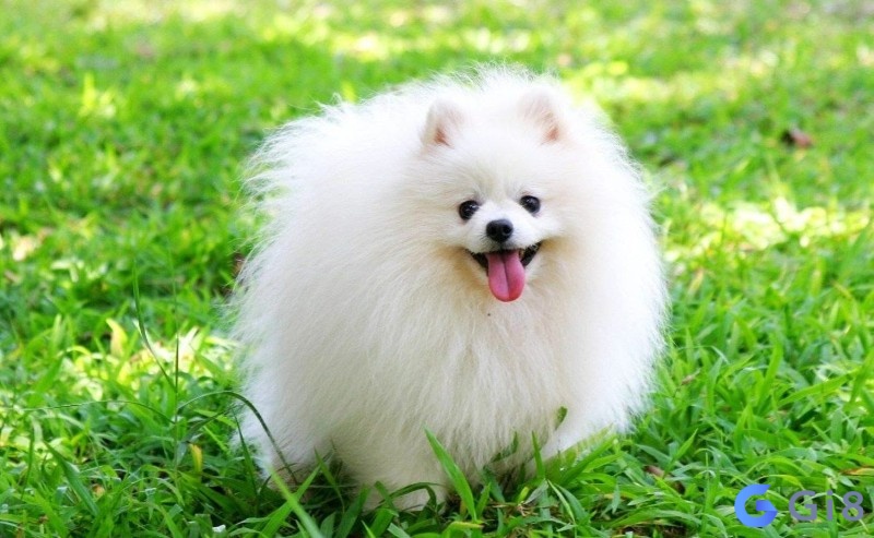Mộng thấy chó trắng là giấc mơ tích cực Mộng thấy chó trắng là giấc mơ tích cực