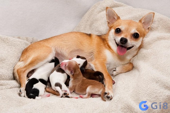 Mơ thấy chó là số bao nhiêu còn tùy vào chi tiết giấc mơ Mơ thấy chó là số bao nhiêu còn tùy vào chi tiết giấc mơ