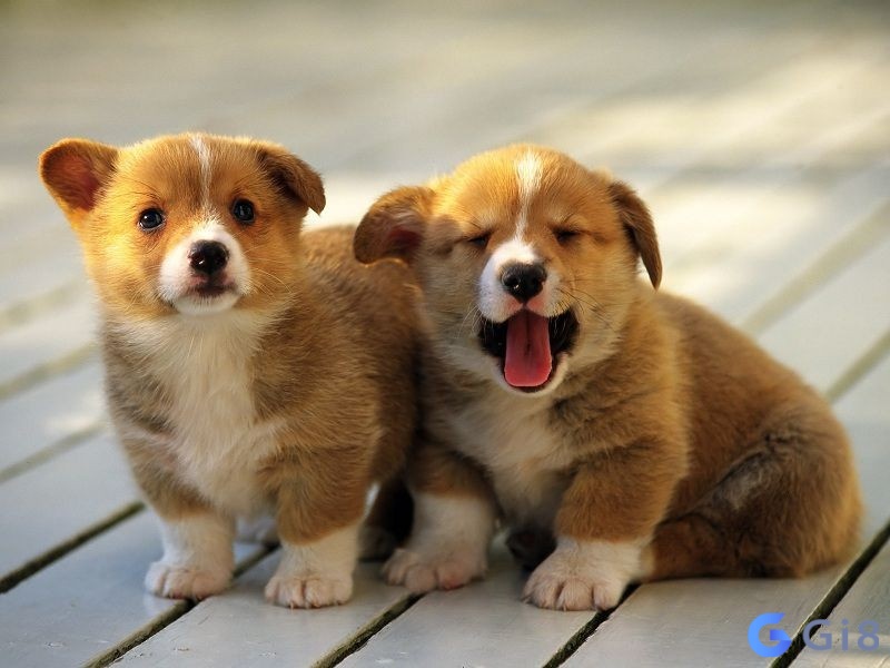 Mộng thấy 2 con chó mang lại điềm báo không mấy tốt đẹp Mộng thấy 2 con chó mang lại điềm báo không mấy tốt đẹp