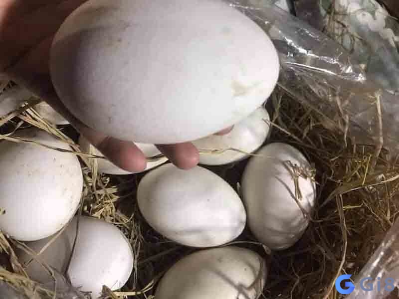 Con ngỗng số mấy – Dự báo giấc mơ dựa vào bối cảnh xảy ra Con ngỗng số mấy - Dự báo giấc mơ dựa vào bối cảnh xảy ra