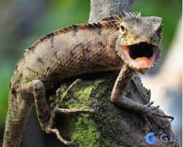 Kỳ nhông số mấy? giấc mơ thấy kỳ nhông có điềm báo gì? Kỳ nhông số mấy? giấc mơ thấy kỳ nhông có điềm báo gì?