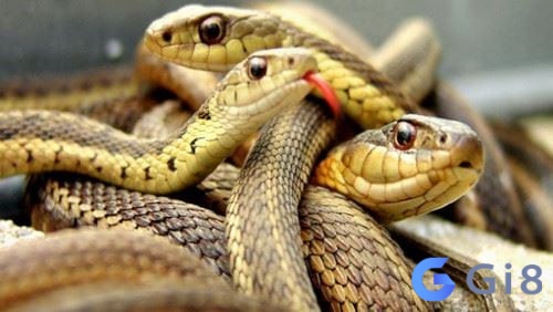 Muốn giải mã giấc mơ thấy 3 con rắn phải xem cả ý nghĩa số 3 lẫn hình tượng loài rắn giải mã giấc mơ thấy 3 con rắn phải xem cả góc độ số 3 và loài rắn