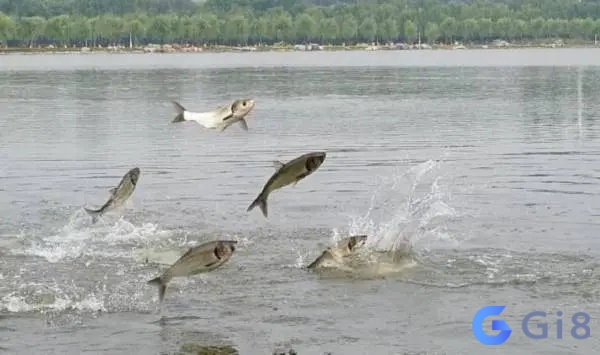 Mơ thấy cá nhảy lên bờ nhắc nhở bạn nên cẩn thận khi làm việc, tránh gặp khó khăn hay thất bại Mơ thấy cá nhảy lên bờ nhắc nhở bạn nên cẩn thận khi làm việc, tránh gặp khó khăn hay thất bại