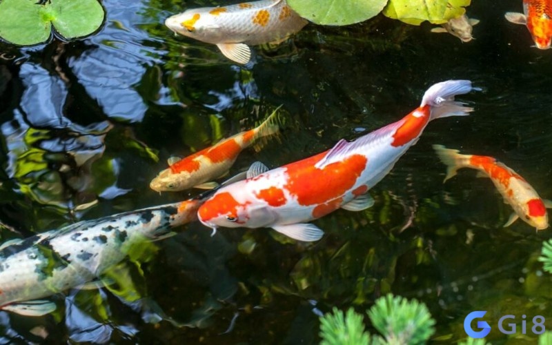 Ngủ mơ thấy con cá đánh số gì đón tài lộc về nhà? Ngủ mơ thấy con cá đánh số gì đón tài lộc về nhà?