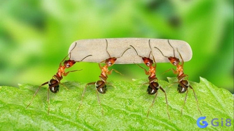 Học sinh – sinh viên mơ thấy kiến bò lên người cho thấy bạn đang đối mặt với những khó khăn và mệt mỏi Học sinh - sinh viên mơ thấy kiến bò lên người cho thấy bạn đang đối mặt với những khó khăn và mệt mỏi