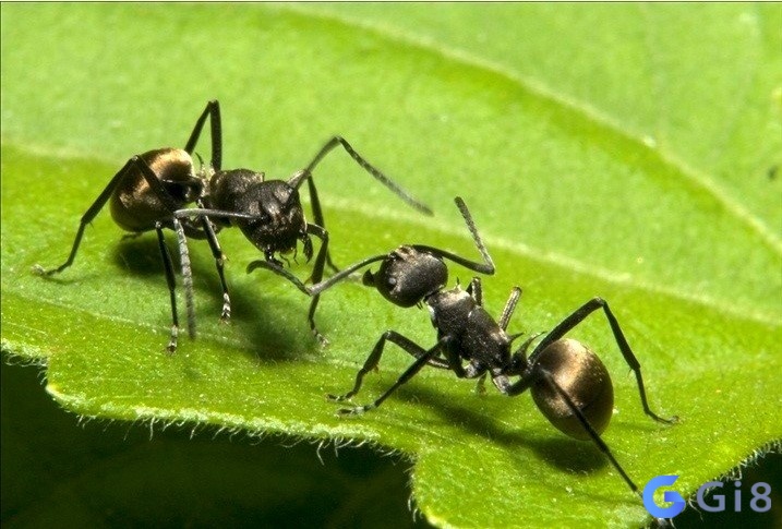 Ngủ mơ thấy kiến đen đánh nhau giành địa bàn là giấc mơ tốt cho sức khỏe và hôn nhân của bạn Ngủ mơ thấy kiến đen đánh nhau giành địa bàn là giấc mơ tốt cho sức khỏe và hôn nhân của bạn