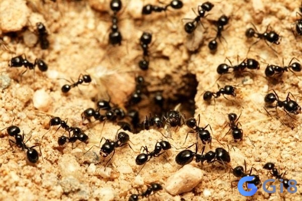 Ngủ mơ thấy kiến đen mang theo những điềm báo và con lô may mắn nào? Ngủ mơ thấy kiến đen mang theo những điềm báo và con lô may mắn nào?