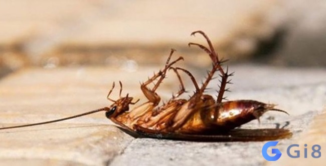 Đánh đề 22, 33 khi mộng thấy nhiều gián chết Đánh đề 22, 33 khi mộng thấy nhiều gián chết