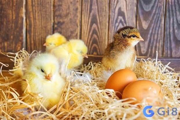 Mơ thấy trứng gà sắp nở Mơ thấy ổ trứng gà sắp nở
