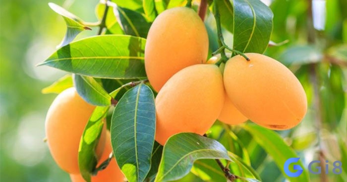Mơ thấy quả xoài có thể là dự báo lành hoặc dữ Mơ thấy quả xoài có thể là dự báo lành hoặc dữ