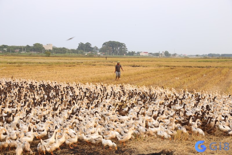 Mơ thấy đàn vịt là điềm báo may mắn về tài lộc, tiền tài và hạnh phúc dành cho bạn Mơ thấy đàn vịt là điềm báo may mắn về tài lộc, tiền tài và hạnh phúc dành cho bạn